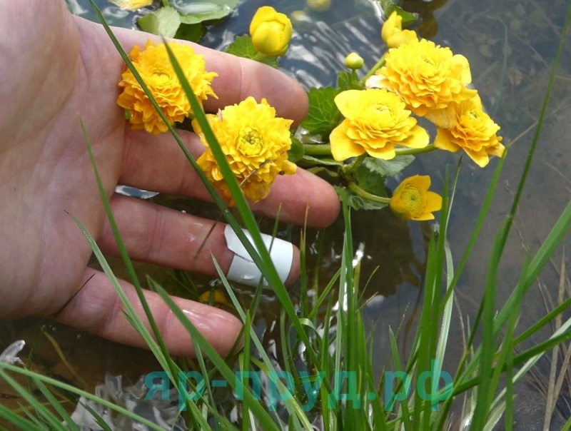 Калужница болотная махровая (Caltha palustris plena)