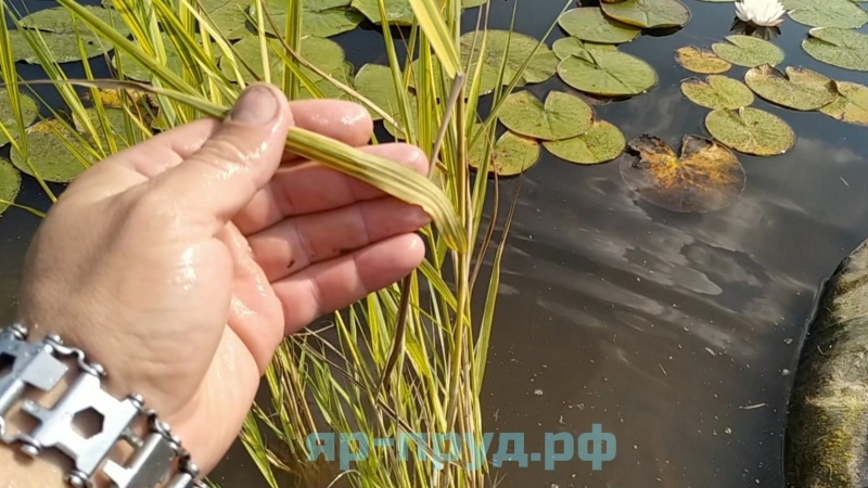 Тростник южный пестролистный (Phragmites australis Variegatus)