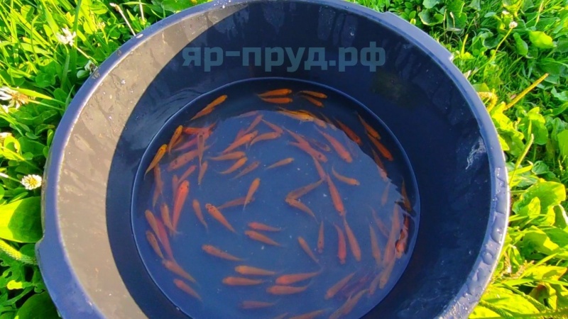 Золотой Линь (Cyprinus tinca auratus)