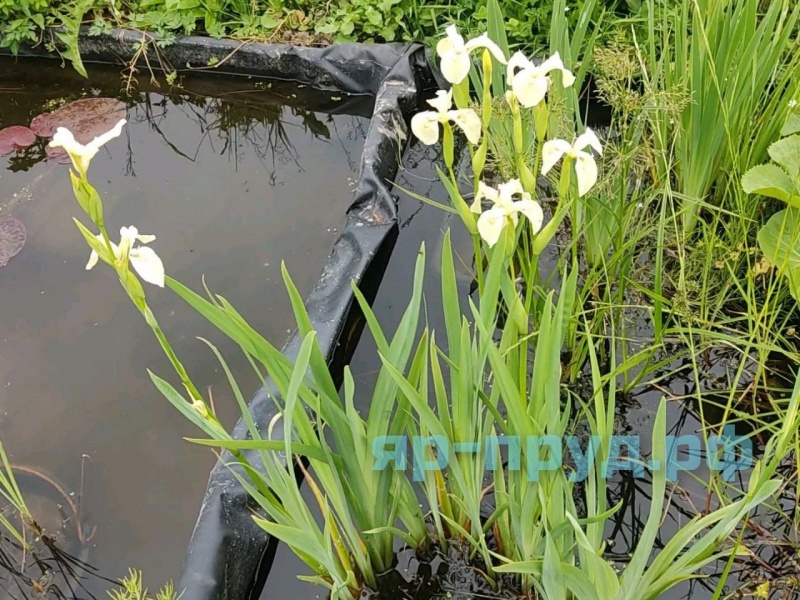 Ирис болотный белый (Iris pseudacorus Japonese Alba)