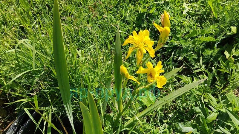 Ирис болотный махровый (Iris Pseudacorus Flore Plena)